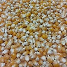 ذرت برای بو دادن نیم کیلویی